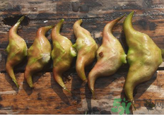 菱角懷孕可以吃嗎？孕婦能吃菱角嗎？