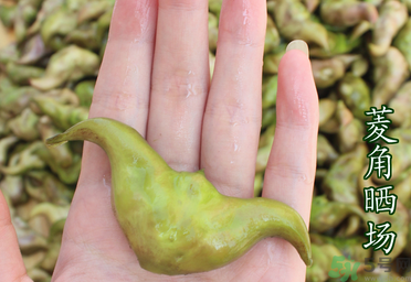 菱角懷孕可以吃嗎？孕婦能吃菱角嗎？