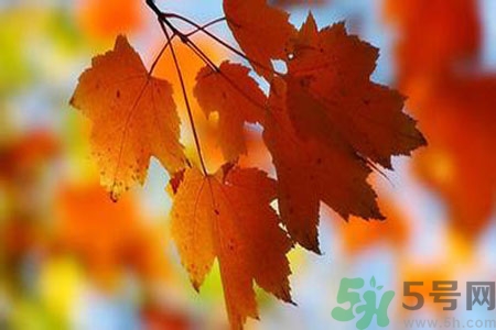 秋燥是什么？秋燥怎么辦？