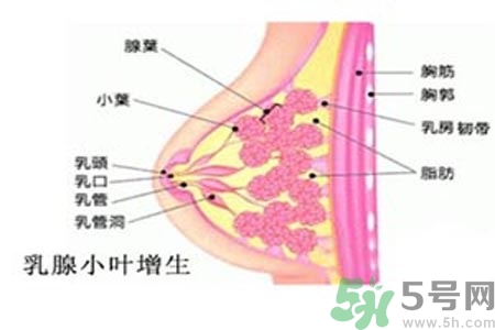 乳房脹痛的原因？乳房脹痛怎么辦？