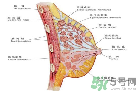 如何預防胸部一大一小？乳房一大一小要注意什么問題？