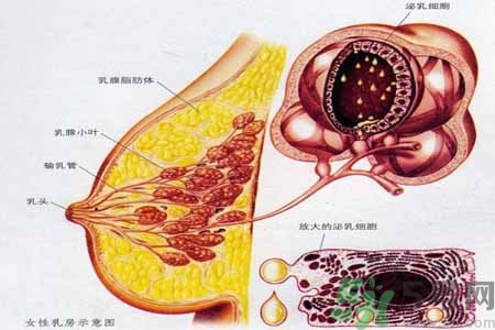 如何預防胸部一大一??？乳房一大一小要注意什么問題？