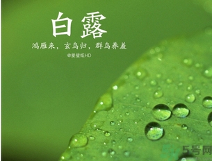 白露是什么意思？白露是幾月幾日