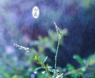 白露茶是什么茶？白露為什么要喝白露茶？