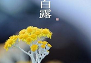 白露茶是什么茶？白露為什么要喝白露茶？