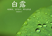 白露喝什么茶？白露養(yǎng)生茶飲推薦