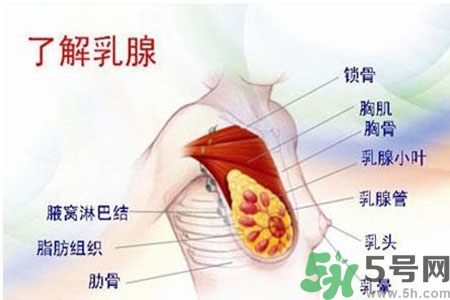 乳房上有硬塊怎么辦？乳房有硬塊的病因是什么？