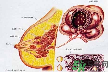 乳房上有硬塊怎么辦？乳房有硬塊的病因是什么？