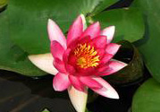 處暑如何養(yǎng)生？處暑養(yǎng)生要注意什么？
