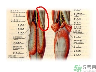 韌帶斷裂吃什么好得快？前十字韌帶斷裂吃什么補(bǔ)品？