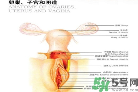 陰道出血和什么有關(guān)？陰道出血的應(yīng)急措施有哪些？