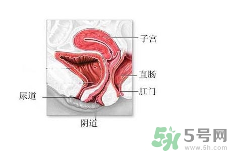 陰道松弛是什么？陰道松弛的癥狀有哪些？