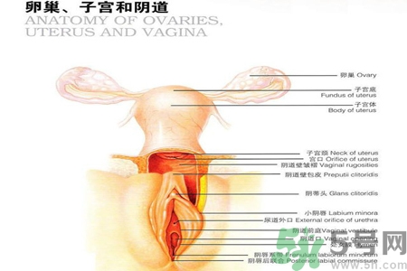 陰道干澀的原因是什么？陰道干澀怎么辦？