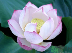 出伏吃什么養(yǎng)生？出伏養(yǎng)生注意事項(xiàng)