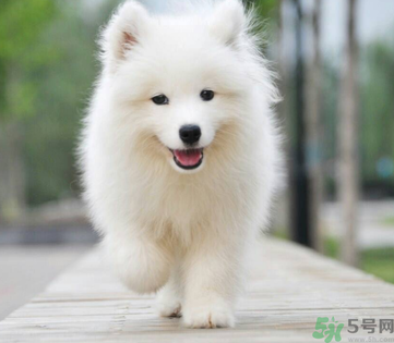 狗狗可以吃月餅嗎？狗狗吃月餅的危害