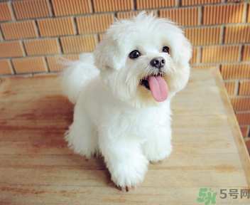 狗狗可以吃月餅嗎？狗狗吃月餅的危害
