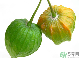 紅姑娘吃多了會怎樣？吃野生紅姑娘的好處和壞處