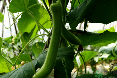 瓠子是涼性的嗎？如何辨別涼性食物與寒性食物？