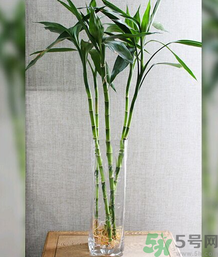 客廳放什么植物好？客廳植物選什么好？