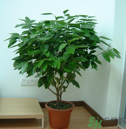 客廳放什么植物好？客廳植物選什么好？