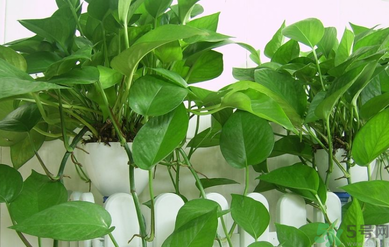 臥室放什么植物好？臥室植物放什么好？