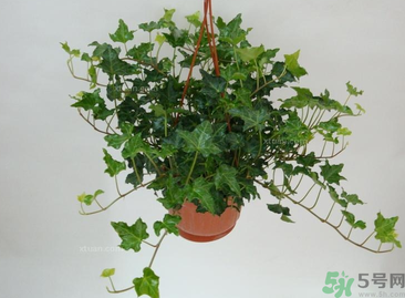 臥室放什么植物好？臥室植物放什么好？