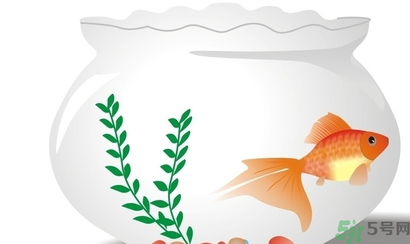 家里養(yǎng)魚好嗎？家里養(yǎng)魚有什么講究？