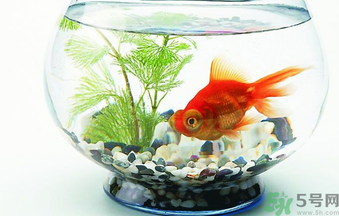 家里養(yǎng)魚好嗎？家里養(yǎng)魚有什么講究？