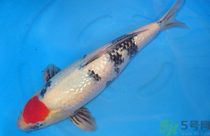 家里養(yǎng)什么魚好？家里養(yǎng)魚幾條最好？