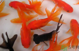 家里養(yǎng)什么魚好？家里養(yǎng)魚幾條最好？