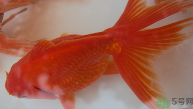 家里養(yǎng)什么魚好？家里養(yǎng)魚幾條最好？