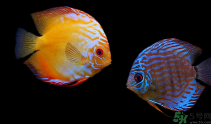 家里養(yǎng)什么魚好？家里養(yǎng)魚幾條最好？