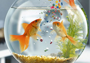 家里養(yǎng)魚好嗎？家里養(yǎng)魚有什么講究？