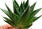 什么植物吸收甲醛最好？吸收甲醛的室內(nèi)植物