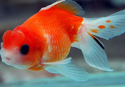 家里養(yǎng)什么魚好？家里養(yǎng)魚幾條最好？