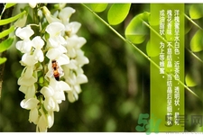 洋槐蜜是什么？洋槐蜜的作用與功效有哪些？
