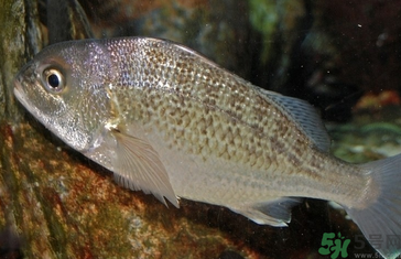 魚眼睛可以吃嗎？吃魚眼睛有什么好處？