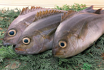 魚眼睛可以吃嗎？吃魚眼睛有什么好處？