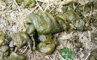 地皮菜是發(fā)物嗎？地皮菜的功效與禁忌