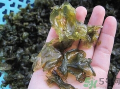 地皮菜是發(fā)物嗎？地皮菜的功效與禁忌