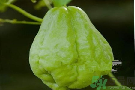 佛手瓜的功效與作用是什么？佛手瓜的營養(yǎng)價(jià)值有哪些？