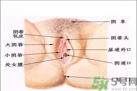 外陰瘙癢怎么回事？外陰瘙癢的原因是什么？