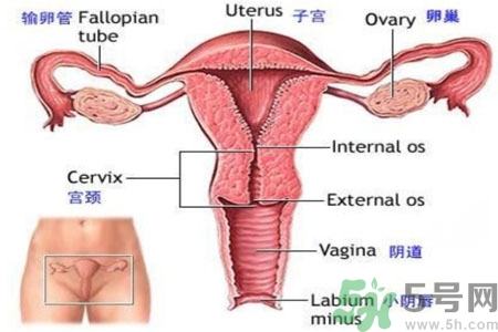 引起外陰瘙癢的疾病有哪些？治療外陰瘙癢的偏方有哪些？