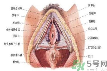 外陰瘙癢如何治療？外陰瘙癢可以用什么藥？？