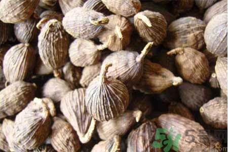 草果是什么？草果的功效與作用