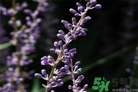 麥冬泡水喝的功效有哪些？麥冬泡水有什么禁忌？