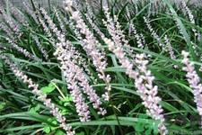 麥冬泡水喝的功效有哪些？麥冬泡水有什么禁忌？