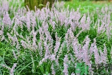 麥冬泡水喝的功效有哪些？麥冬泡水有什么禁忌？