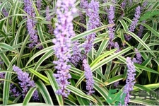 麥冬泡水喝的功效有哪些？麥冬泡水有什么禁忌？