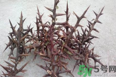 皂角刺的藥用價(jià)值是什么？皂角刺的功效與作用有哪些？